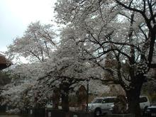 �Ηю������̍�