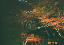 横蔵寺の紅葉　ライトアップされて綺麗！